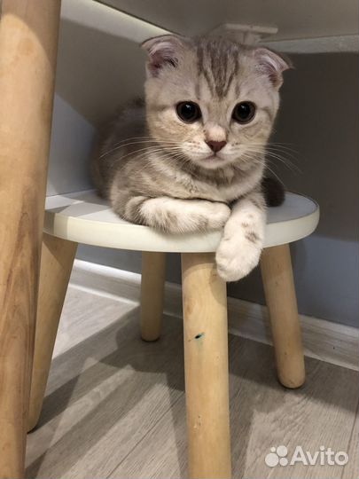Шотландская вислоухая кошка