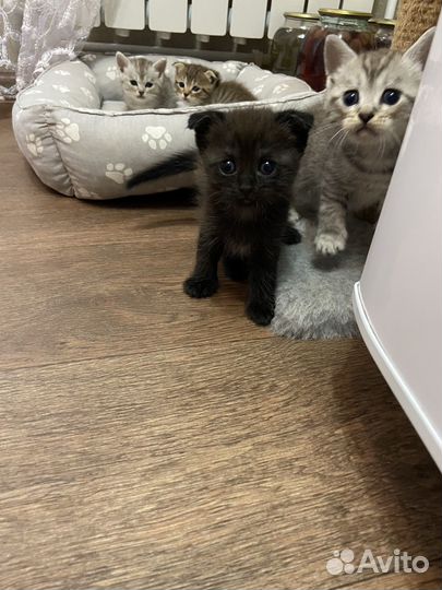 Котята в добрые руки бесплатно