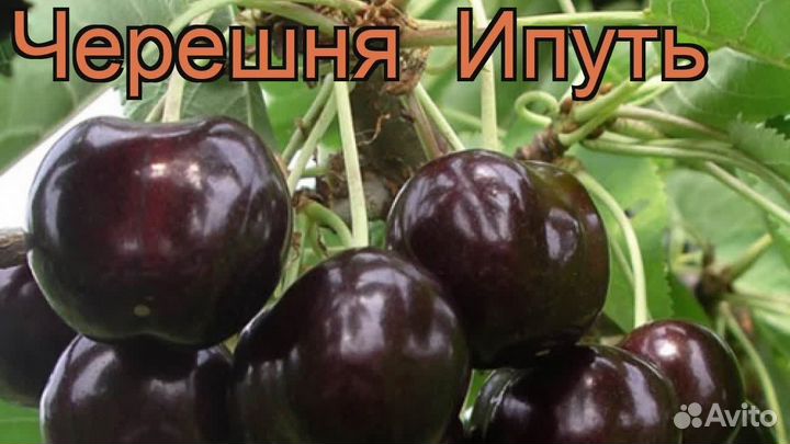 Черешня, вишня саженцы