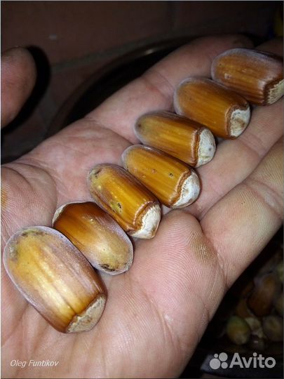 Саженцы лещины и зимостойких фундуков