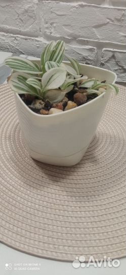 Традесканция, крассула хоббит, денежное дерево