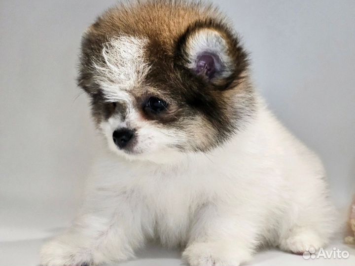 Шпицедетки