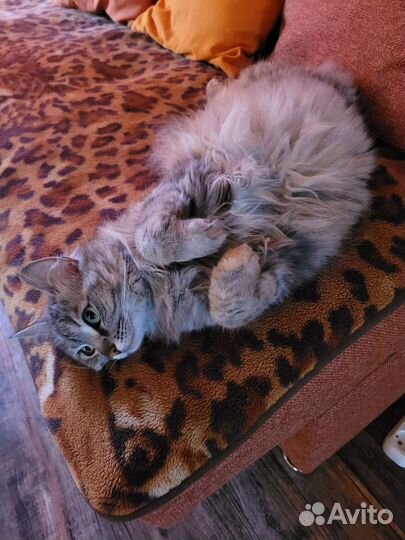 Красивая кошечка ищет новый дом