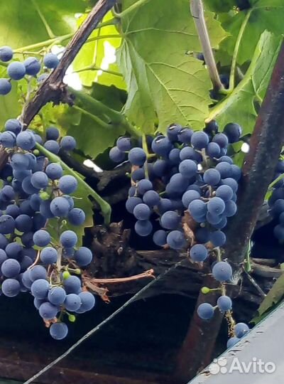 Продукты питания