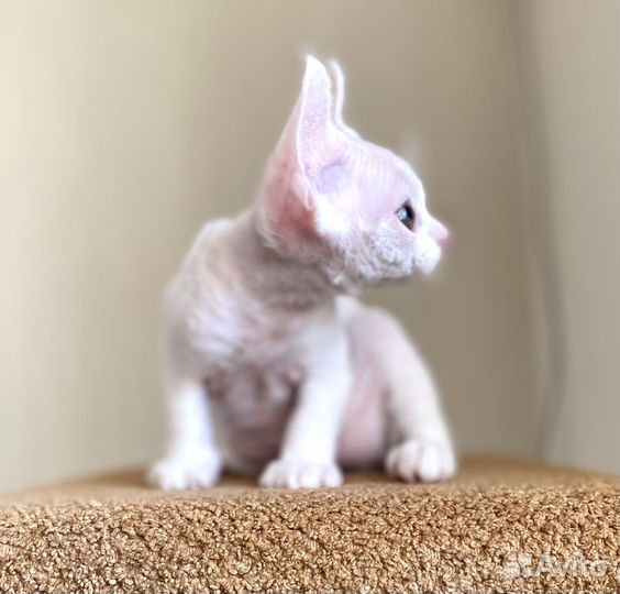 Котенок Девон Рекс