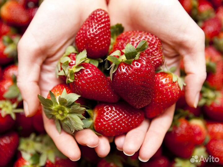 Работа вахта сборщик клубники проживание/питание