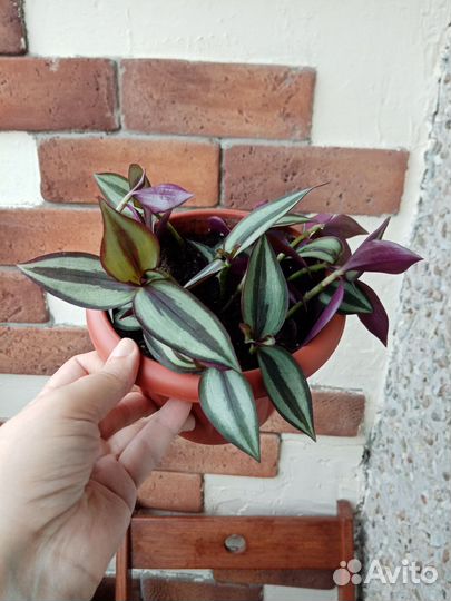 Традесканция зебрина