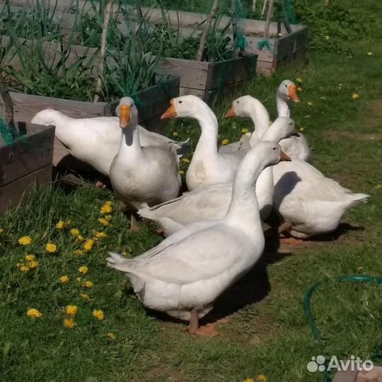 Яйцо домашнее из экологически чистого района