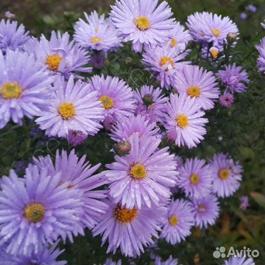 Цветы многолетки