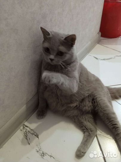Британские котята