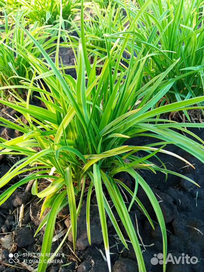 Лилейник до 30см.Шикарные,кучки