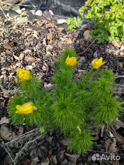 Многолетники для вашего сада