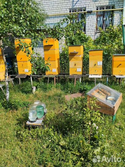 Пчелы и улья