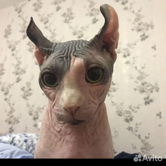 Канадский сфинкс эльф вязка