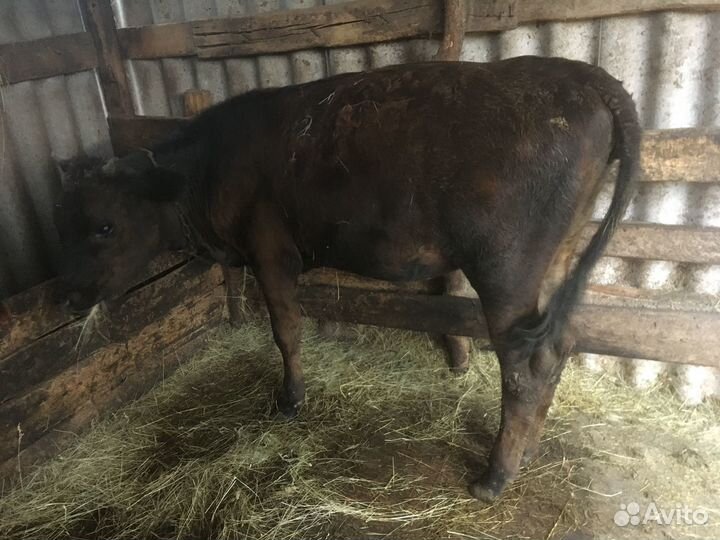 Продаю тёлку