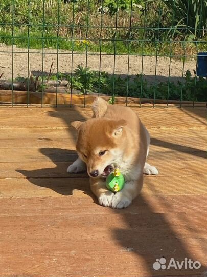 Девочка сиба