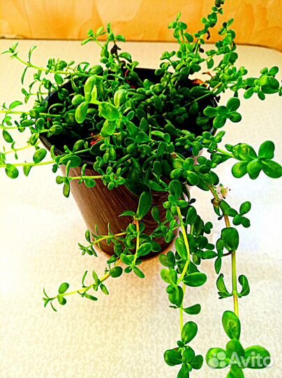 Бакопа Монье-растение для улучшения памяти