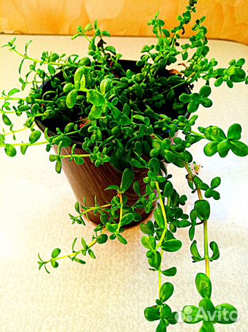 Бакопа Монье-растение для улучшения памяти