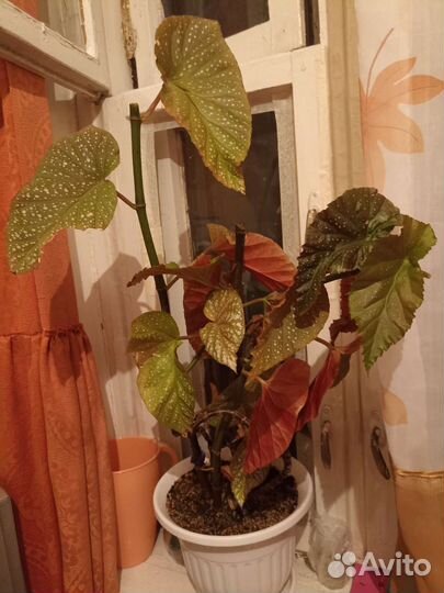 Бегония Коралловая