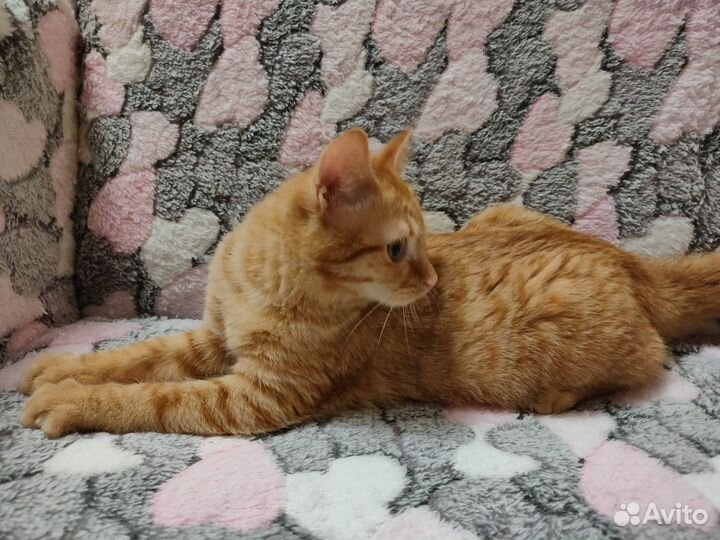 Рыжий котенок