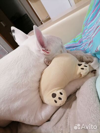 Вязка собак бультерьер