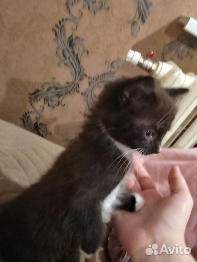 Черный котенок в добрые руки