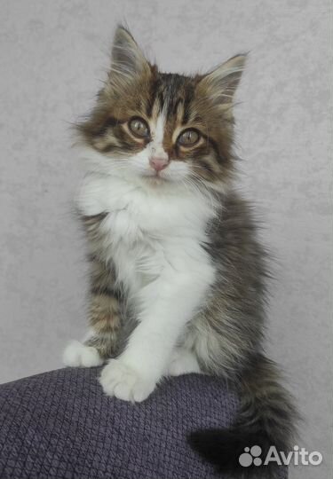 Котенок