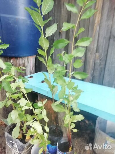 Саженцы вишни и сливы