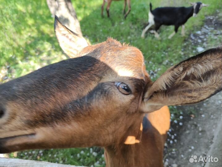 Молоко и продукция альпийских коз и Джерси