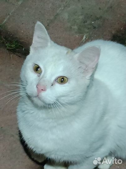 Просим помощи в пристройстве котика