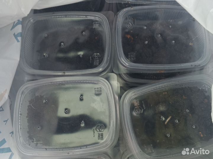 Черви для рыбалки