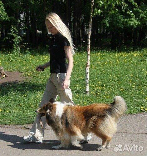 Дрессировка и воспитание собак. Кинолог