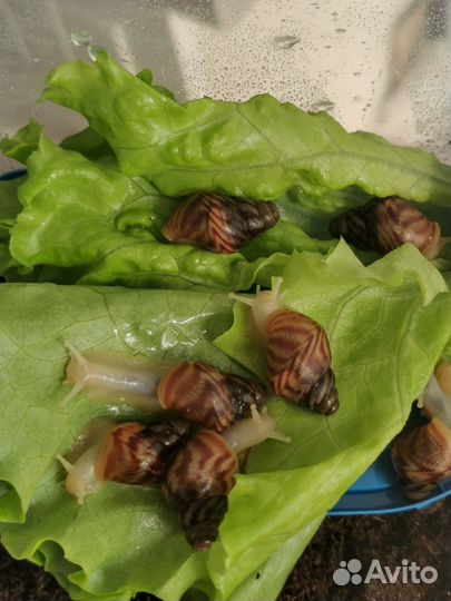 Улитки ахатины бесплатно