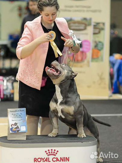 Американский Булли вязка