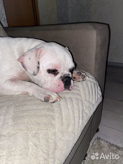Французский бульдог