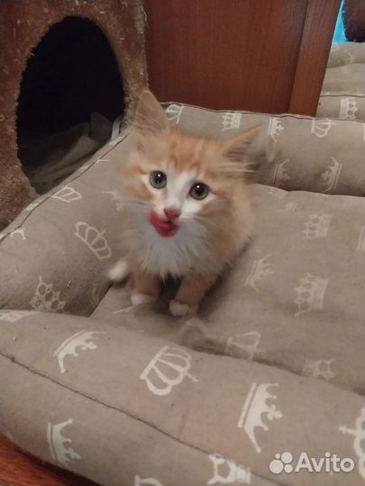 Котёнок мальчик в добрые руки