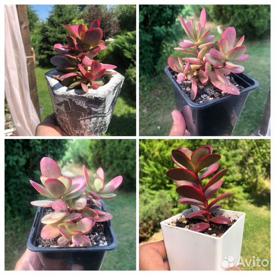 Толстянка/ крассула