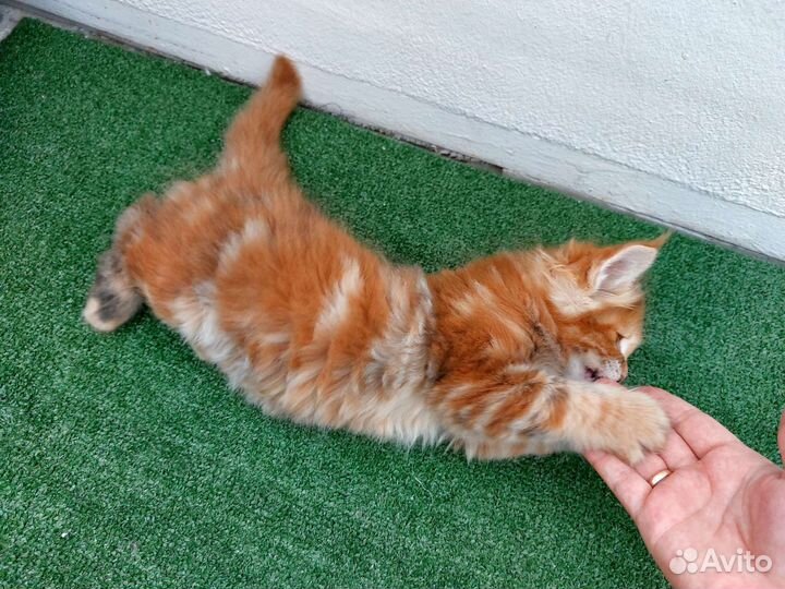 Котята мейн-кун