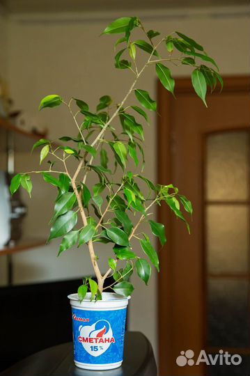 Фикусы Бенджамина