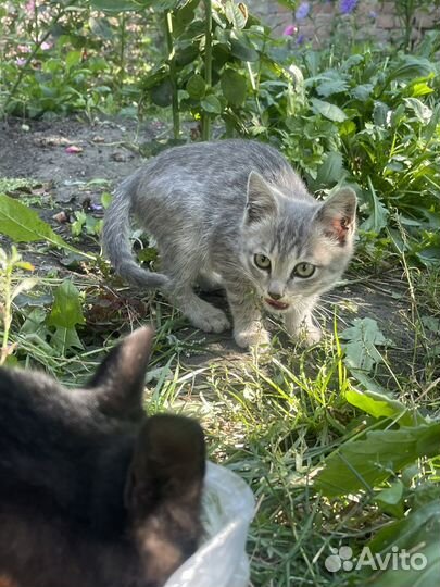 Кошка в дар бесплатно