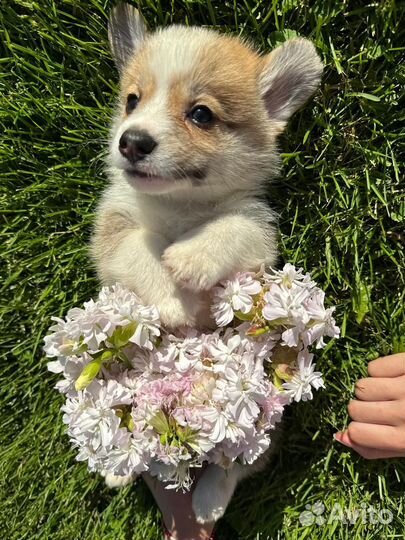 Щенки корги