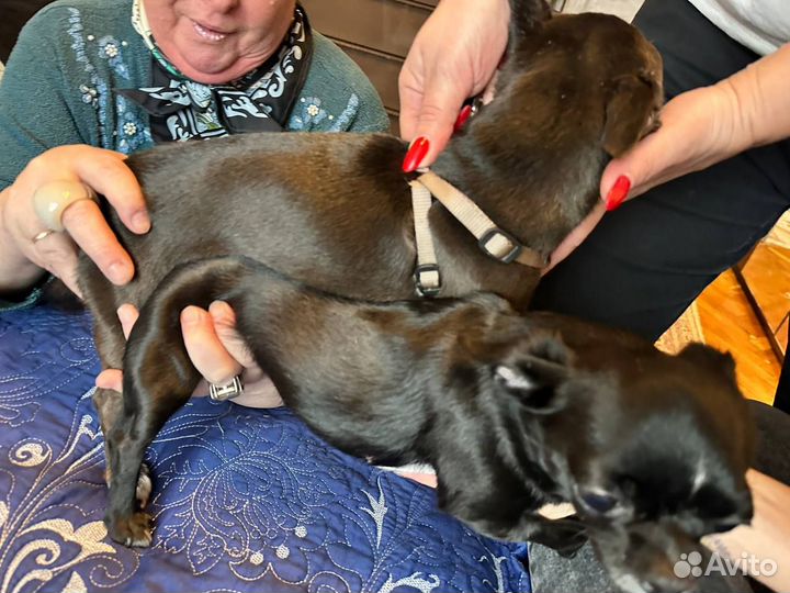 Инструктор по вязке собак