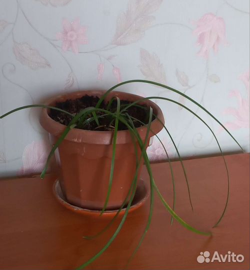 Зефирантес, эухарис и аглаонема цветы комн. 10 шт