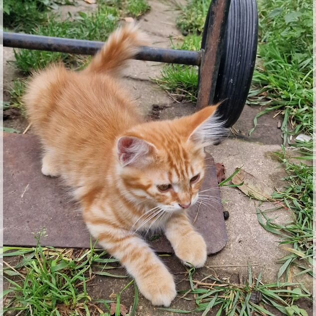 Котёнок в добрые руки