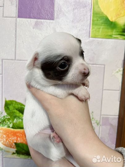 Чихуахуа мини