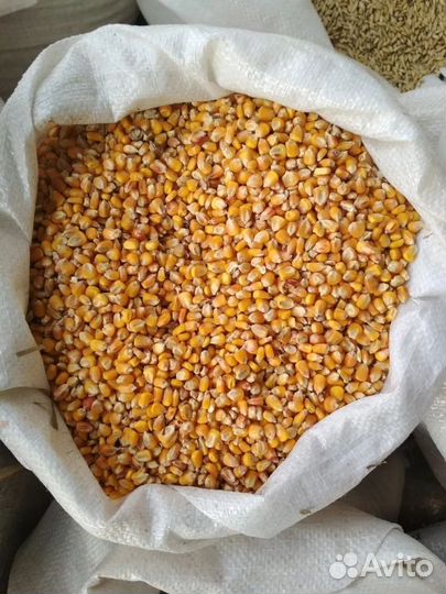Пшеница ячмень овес кукуруза