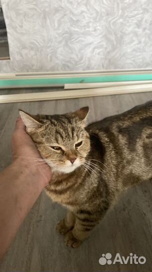 Зооняня. Передержка кошек