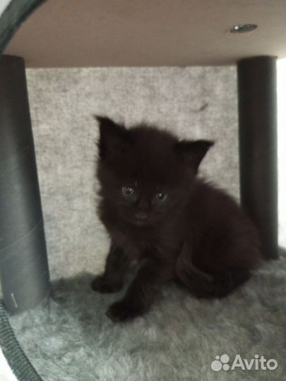 Котята мейн-кун чистокровные