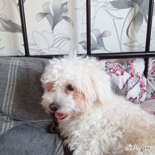 Шикарный парень