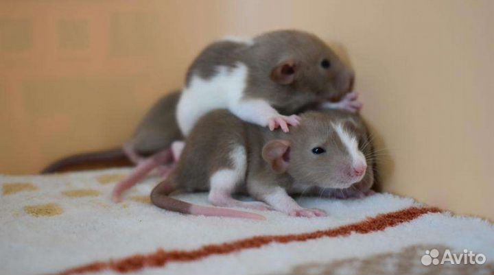 Крысята дамбо